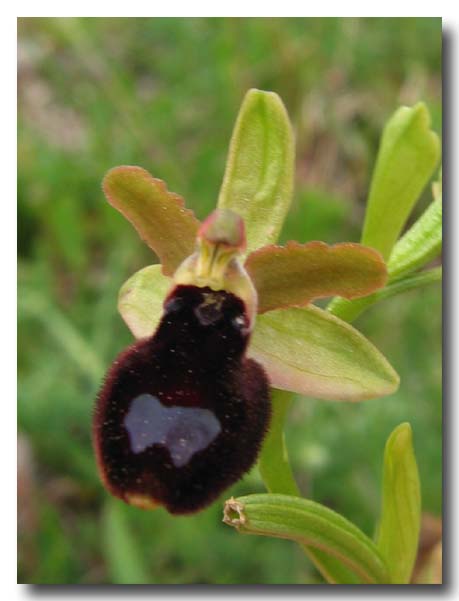 Ophrys: gruppo Ophrys bertolonii